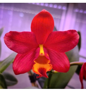 CATTLEYA LADY RED