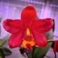 CATTLEYA LADY RED