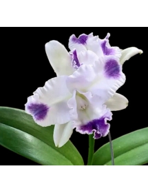 CATTLEYA ANGELA COERULEA AQUINII