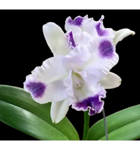 CATTLEYA ANGELA COERULEA AQUINII