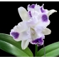 CATTLEYA ANGELA COERULEA AQUINII