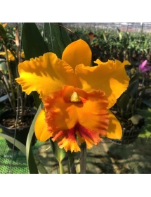 CATTLEYA MEMTIENG X MARY SONG