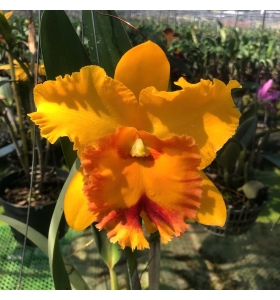 Cattleya Yellow Gold