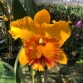 CATTLEYA MEMTIENG X MARY SONG