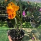 CATTLEYA MEMTIENG X MARY SONG