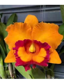 RLC NAKORN CHAISRI DELIGHT 3