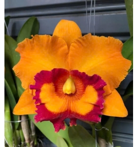 RLC NAKORN CHAISRI DELIGHT 3