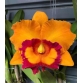 RLC NAKORN CHAISRI DELIGHT 3