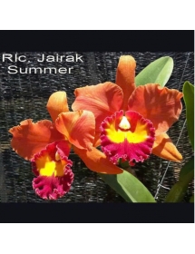 RLC JALRAK SUMMER