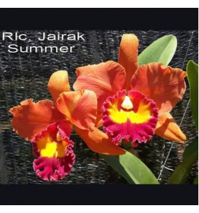 RLC JALRAK SUMMER