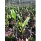 Rlc.NP.Gold "Nawapol"