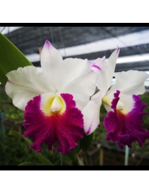 Cattleya Orglade's Grand