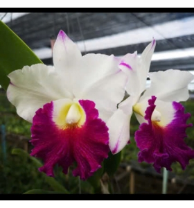 Cattleya Orglade's Grand