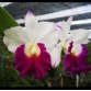 Cattleya Orglade's Grand