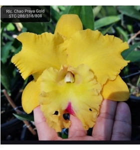 RLC CHAO PRAYA GOLD