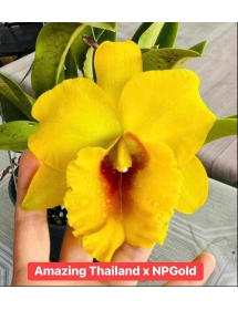 CATTLEYA  AMAZING THAILAND X NP GOLD