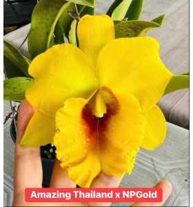 CATTLEYA  AMAZING THAILAND X NP GOLD