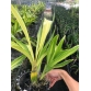 Hoàng hậu lá phát tài