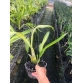 Hoàng hậu lá phát tài