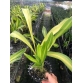 Hoàng hậu lá phát tài