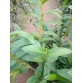 Dendro King 10 bích giá thanh lý