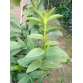 Dendro King 10 bích giá thanh lý