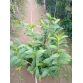 Dendro King 10 bích giá thanh lý