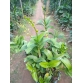 DENDRO VÀNG LƯỠI ĐỎ XƯA