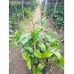 DENDRO VÀNG LƯỠI ĐỎ XƯA