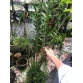 Dendro. Hoàng Thảo Đại Mỹ nhân