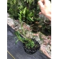 Dendro. Hoàng Thảo Đại Mỹ nhân