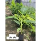 CÂY CHUỐI BÀN TAY PHẬT – GIỐNG CHUẨN