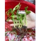 CÂY CHUỐI BÀN TAY PHẬT – GIỐNG CHUẨN