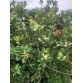 Cây Giống Cherry Brazil Nhiệt Đới size 40cm