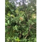 Cây Giống Cherry Brazil Nhiệt Đới size 40cm