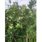 Cây Giống Cherry Brazil Nhiệt Đới size 40cm