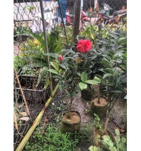 Trà My Đỏ