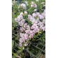 Den. Enobi Purple ‘Splash’ Mini