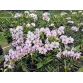 Den. Enobi Purple ‘Splash’ Mini