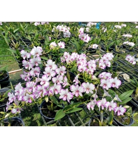 Den. Enobi Purple ‘Splash’ Mini