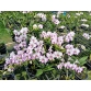 Den. Enobi Purple ‘Splash’ Mini