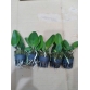 Cattleya cây con