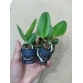 Cattleya cây con