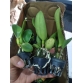 Cattleya cây con