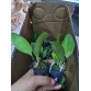 Cattleya cây con