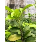 HỒNG SOCOLA Cây mạnh, đang trái hoặc đang hoa