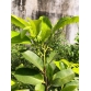 HỒNG SOCOLA Cây mạnh, đang trái hoặc đang hoa