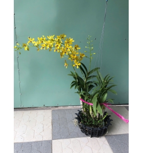 Dendro nắng Pensoda_GIÒ TO
