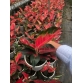 CÂY KIỂNG LỘC SON 