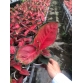CÂY KIỂNG LỘC SON 